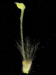 Salix aegyptiaca × S. caprea. Teratogenic flower with anther and ovary at the apex of a filament/ovary stalk.
 Image: D. Glenny © Landcare Research 2020 CC BY 4.0